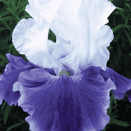 Ирис германский Snow Mound