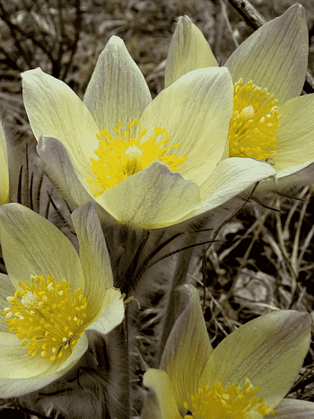 Прострел обыкновенный Bells White