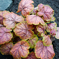 Гейхера гибридная Гоген