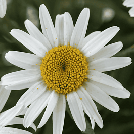 Нивяник наибольший White Line