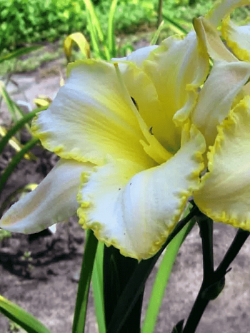 Лилейник Blizzard Bay