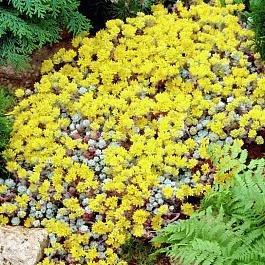 Седум лопатчатолистный Капа Бланка