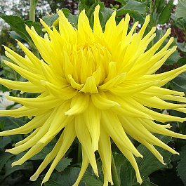 Георгина Полукактусовая Кеннемерленд