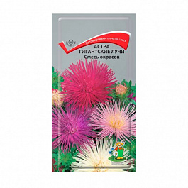 Астра Гигантские лучи Смесь окрасок