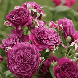 Роза Флорибунда Purple Eden