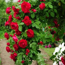 Роза Плетистая Королевская Мантия