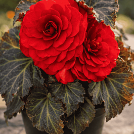 Бегония клубневая Mocca Scarlet 