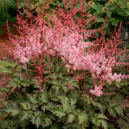 Астильба Арендса Делфт Лейс