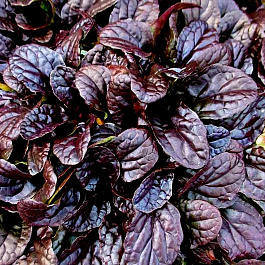 Живучка ползучая Махагон