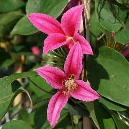 Клематис ботанический Принцесса Диана