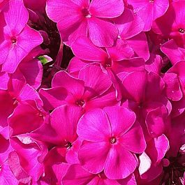 Флокс метельчатый Суфле смородина