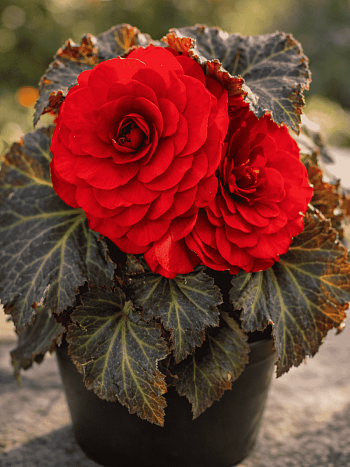 Бегония клубневая Mocca Scarlet 