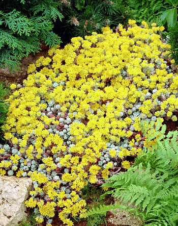 Седум лопатчатолистный Капа Бланка