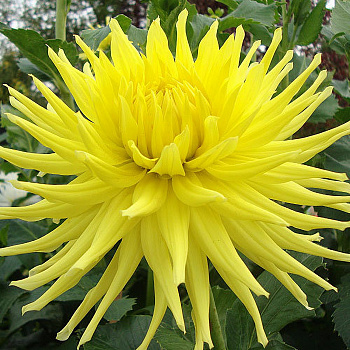 Георгина Полукактусовая Кеннемерленд