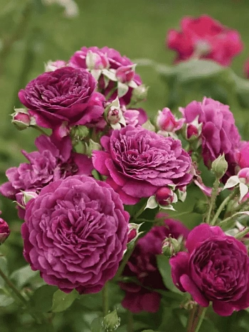 Роза Флорибунда Purple Eden