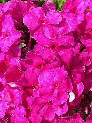 Флокс метельчатый Суфле смородина