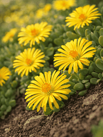 Делосперма Купера Yellow