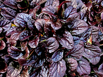 Живучка ползучая Махагон