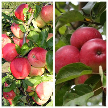 Дерево-сад (5 летка) яблоня 2 сорта Кандиль орловский-Скала Дерево-сад (5 летка) яблоня 2 сорта Кандиль орловский-Скала