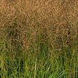 Молиния тростниковая Witches broom