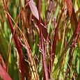 Просо прутьевидное Shenandoah