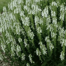 Шалфей дубравный Schneehugel