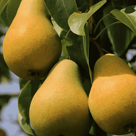 Груша Москвичка