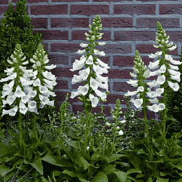 Наперстянка пурпурная Dalmatian White