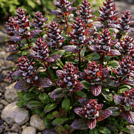 Живучка ползучая Chocolate  Chips