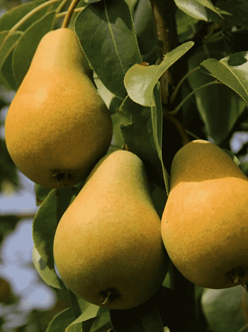 Груша Москвичка