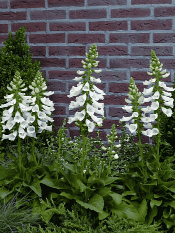 Наперстянка пурпурная Dalmatian White