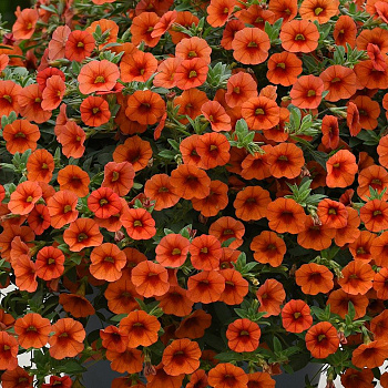 Калибрахоа Cabaret Orange