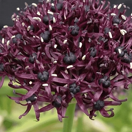 Лук декоративный Atropurpureum