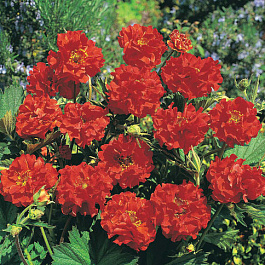 Гравилат чилийский Блейзинг Сансет