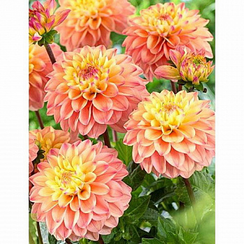 Георгина Декоративная Принцесса Елизавета