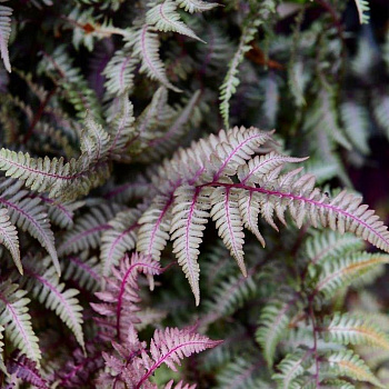 Кочедыжник японский Пиктум