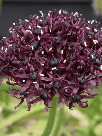 Лук декоративный Atropurpureum