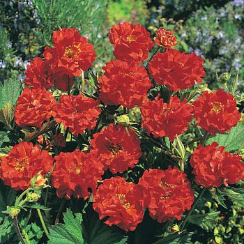 Гравилат чилийский Блейзинг Сансет