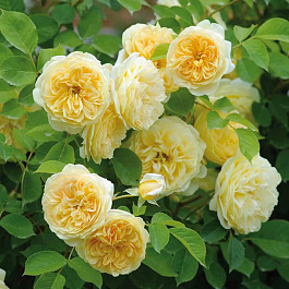 Роза английская парковая Тизинг Джорджиа