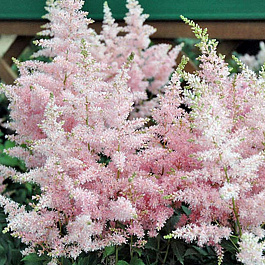 Астильба гибридная Юник Силвери Пинк