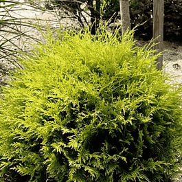 Туя западная Green Globe