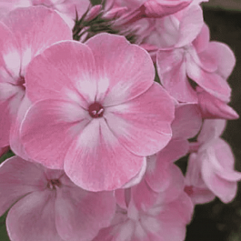 Флокс метельчатый Розовый сон