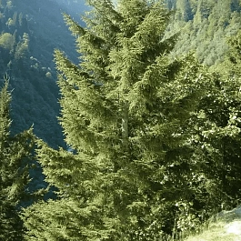 Ель восточная