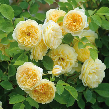 Роза английская парковая Тизинг Джорджиа