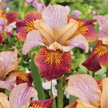 Ирис сибирский Паприкаш НАБОР 2ШТ (1+1)