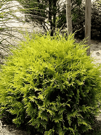 Туя западная Green Globe