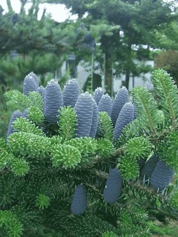 Пихта корейская Stastek