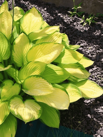 Хоста Gold Standard