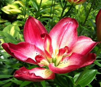 Лилия азиатская махровая Дабл Сенсейшн