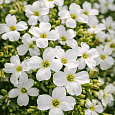Аубриета Florado White